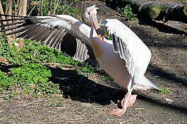 鳥,鵜,熱帶
