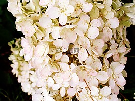 鮮花,自然,花園