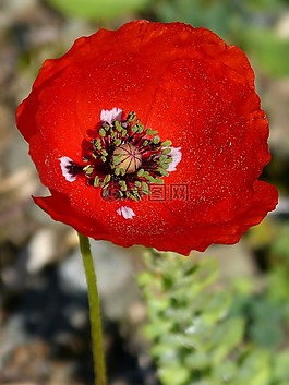 罂粟,ababol,花