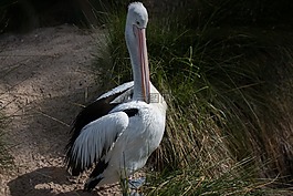 鳥,白,鵜