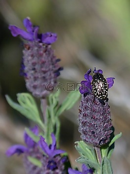 oxythyrea funesta,熏衣草,甲殼蟲