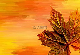 秋季,秋天的顏色,葉子
