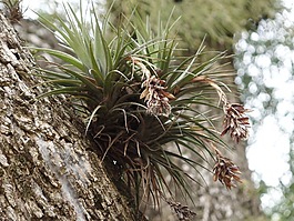 植物,植被,公園