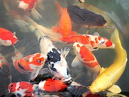 鯉魚,池塘,日本花園