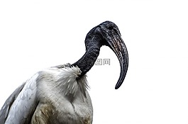 非洲,動物,鳥嘴