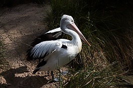 鳥,白,鵜