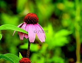 雛菊,夏天,春