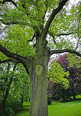 樹,公園,綠色
