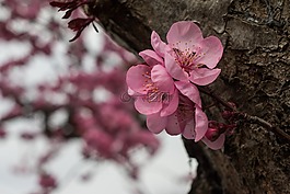 花,粉紅色,春