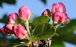 蘋果樹開花,蘋果樹,蘋果花