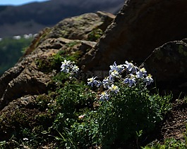 科倫,石,野花