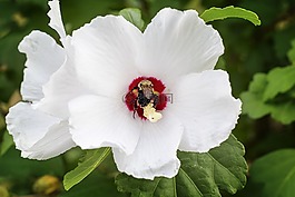 花,蜜蜂,昆蟲