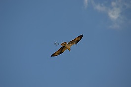 鷹,鳥,飛行