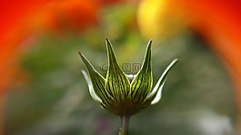 自然,花,植物區(qū)系