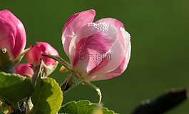 蘋果樹開花,蘋果樹,蘋果花