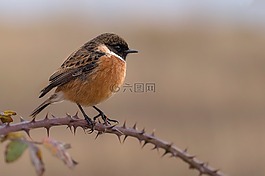 小鸡chasco,stonechat,ave