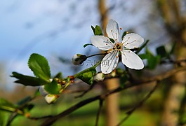 開花,蘋果花,白