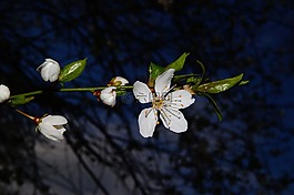 開花,蘋果花,白