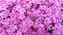 鮮花,粉紅色,春天