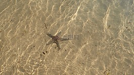 沙,海星,假期