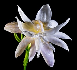 野花,開花,白