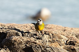 鳥(niǎo),性質(zhì),阿根廷