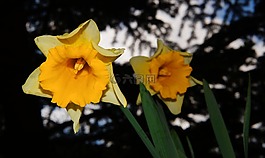 水仙,開花,黃色