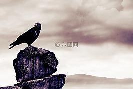 鸟,灰色,自然