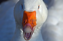 鵝,鳥,家禽