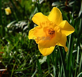 水仙,開花,黃色
