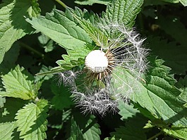 廠,pustelblume,綠色