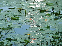 睡蓮,荷花池,水