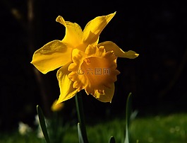 水仙,開花,黃色