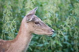 鹿,動物,哺乳動物