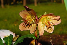 開花,廠,花園