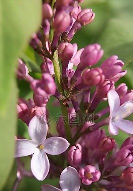 花,紫色,花的