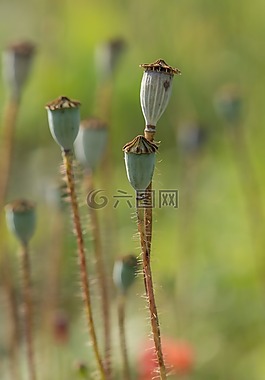 野花,罌粟,鮮花