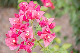 花卉,性質(zhì),植物