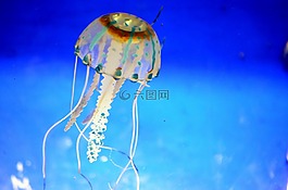 海蜇,水族館,海上生活