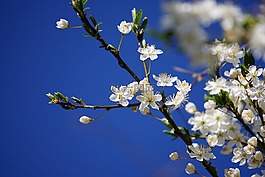 李子,開花,對(duì)天空