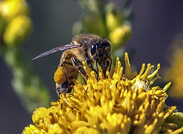 蜜蜂,花粉,昆蟲