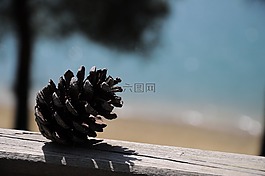 松,松樹,樹