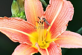 百合,花,粉紅色