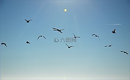 鳥,羊群,飛行
