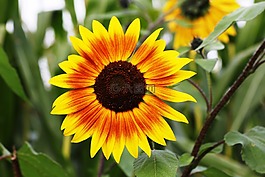 花,開花,性質(zhì)