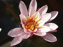睡蓮,花,水生植物