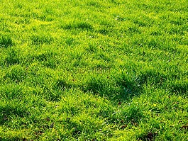 植物學(xué),字段,草