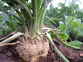 芹菜,块根,蔬菜
