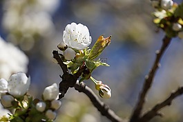 櫻桃,開花,白