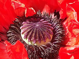 罌粟,紅色,鮮花